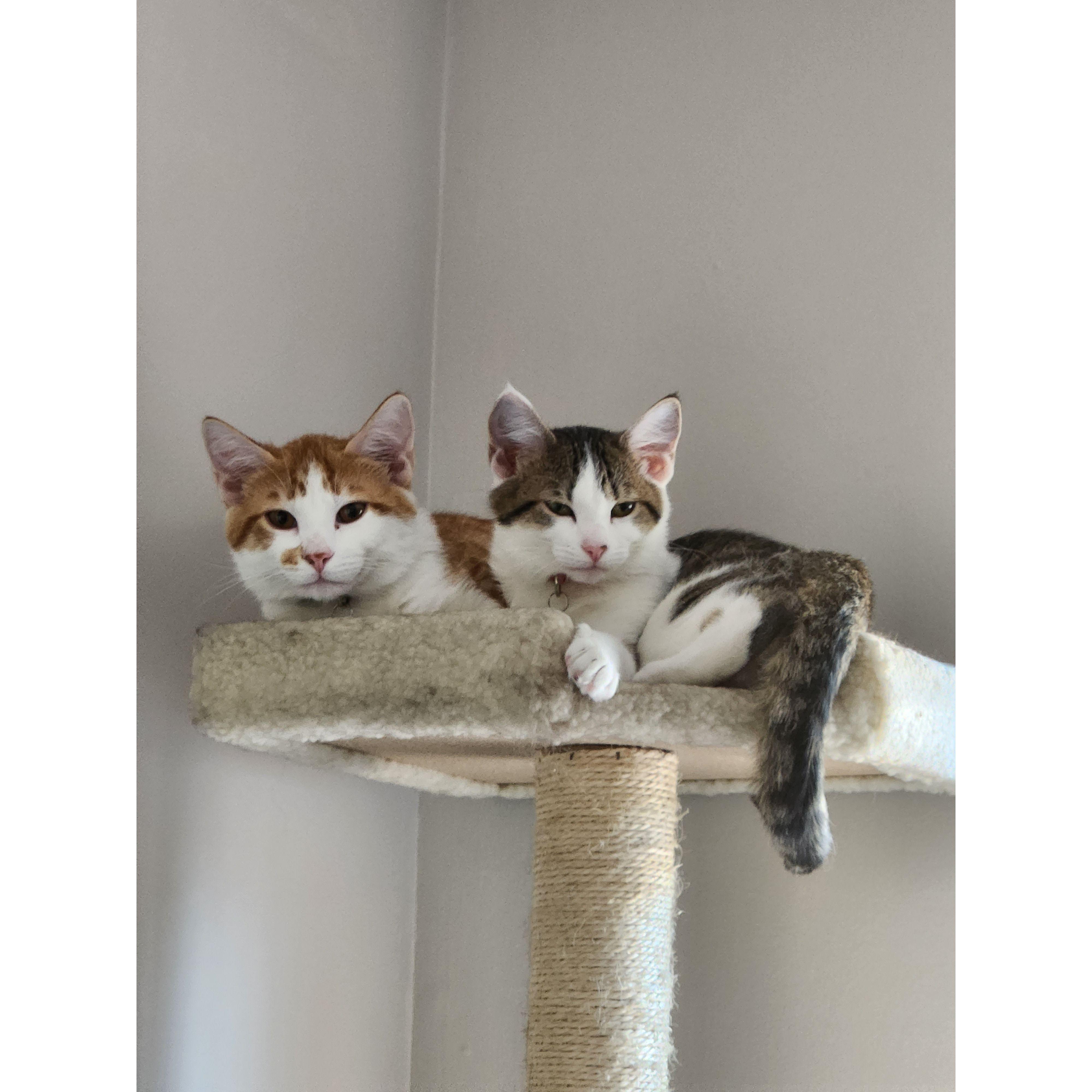 Zoro and Mia