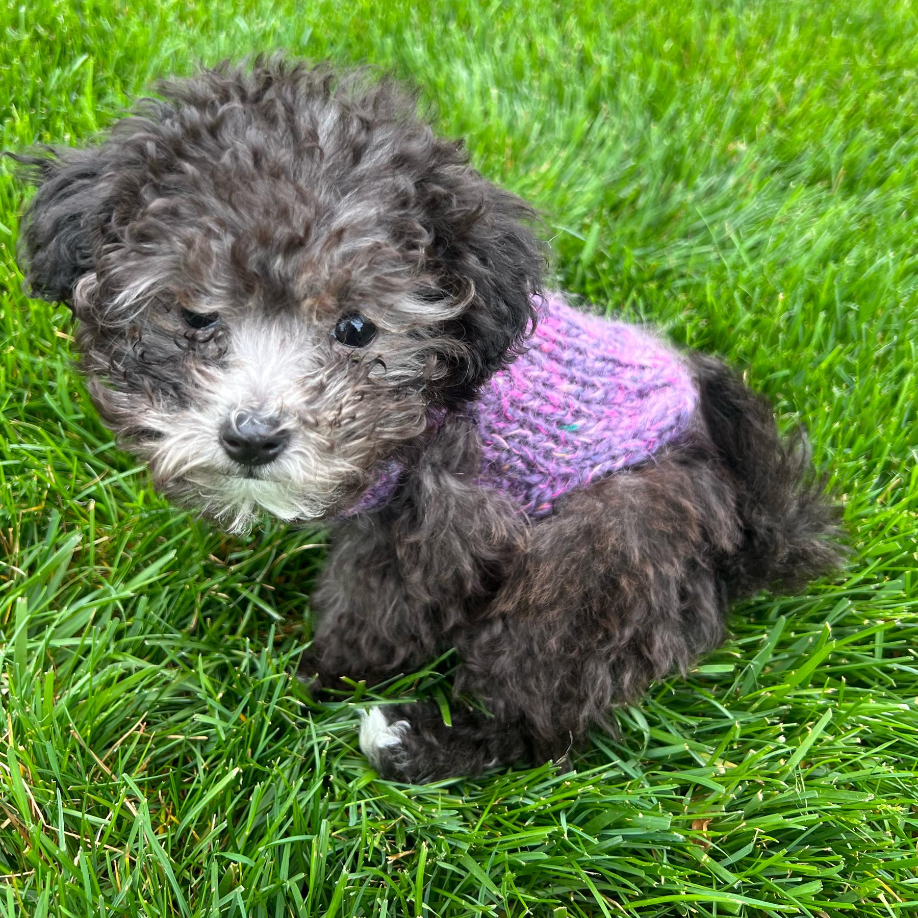 Our New Puppy