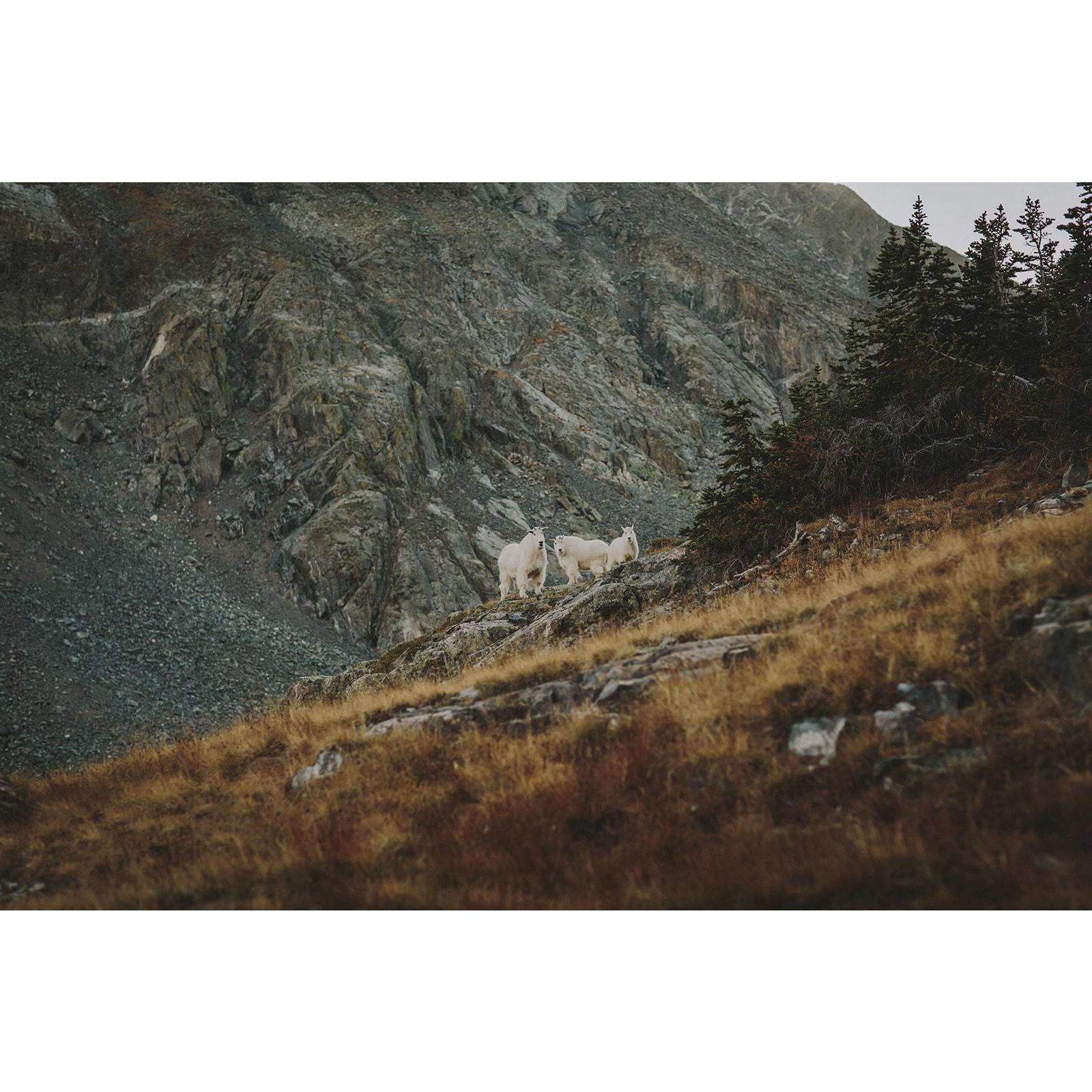 It's always nice making new friends on the trail...
