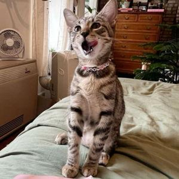 Kitty cat fund