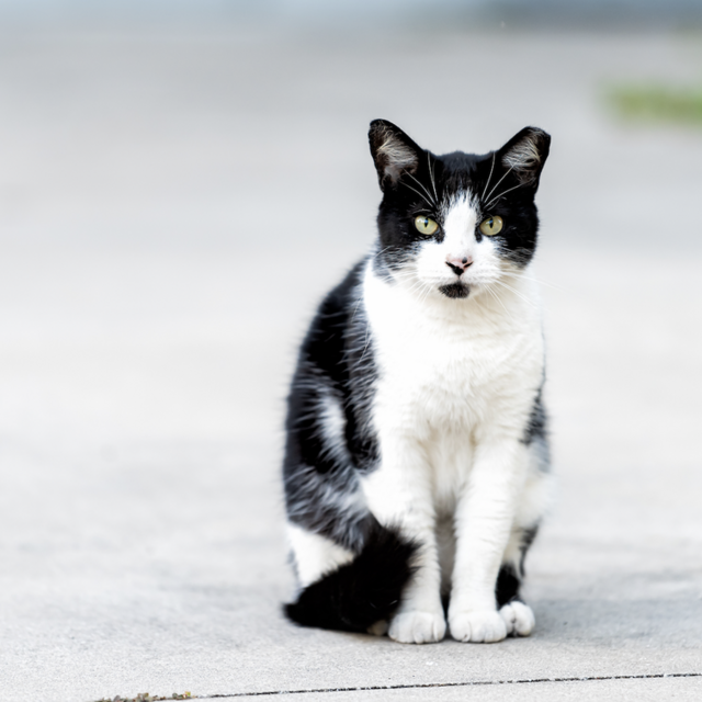 Greenpoint Cats Charity Donation