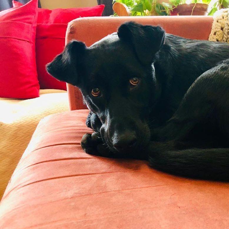Bailey, our little fur baby. She will always be and act like a puppy. Her energy will forever exhaust us, but her snuggles are constant and always welcomed.