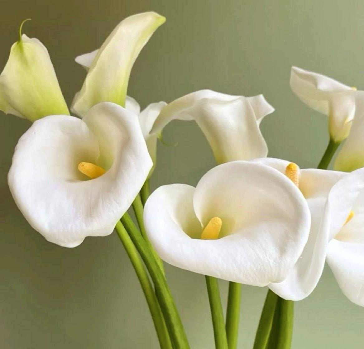 The Wedding Website of Caroline Fahrney and Victor Baran