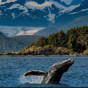 Honeymoon to Alaska