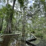 Jean Lafitte National Historical Park and Preserve, Barataria Preserve