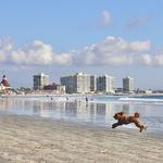 Seaport Village, Coronado Island & Dog Beach