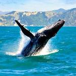 Monterey Bay Whale Watch