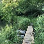 Wolsfeld Woods Old Growth Forest