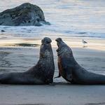 Elephant Seal Viewing (San Simeon)