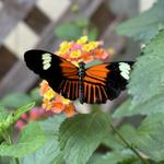 Butterfly House Gifts & Souvenirs