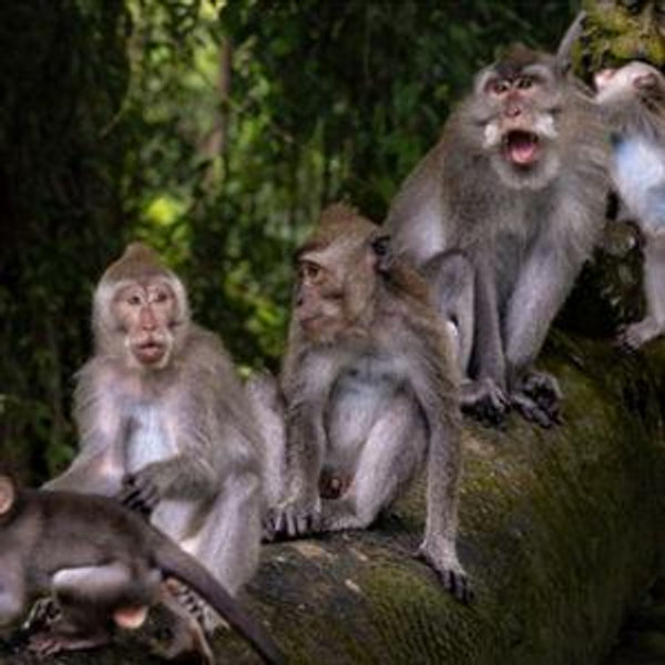 Monkey Sanctuary Forest Tour