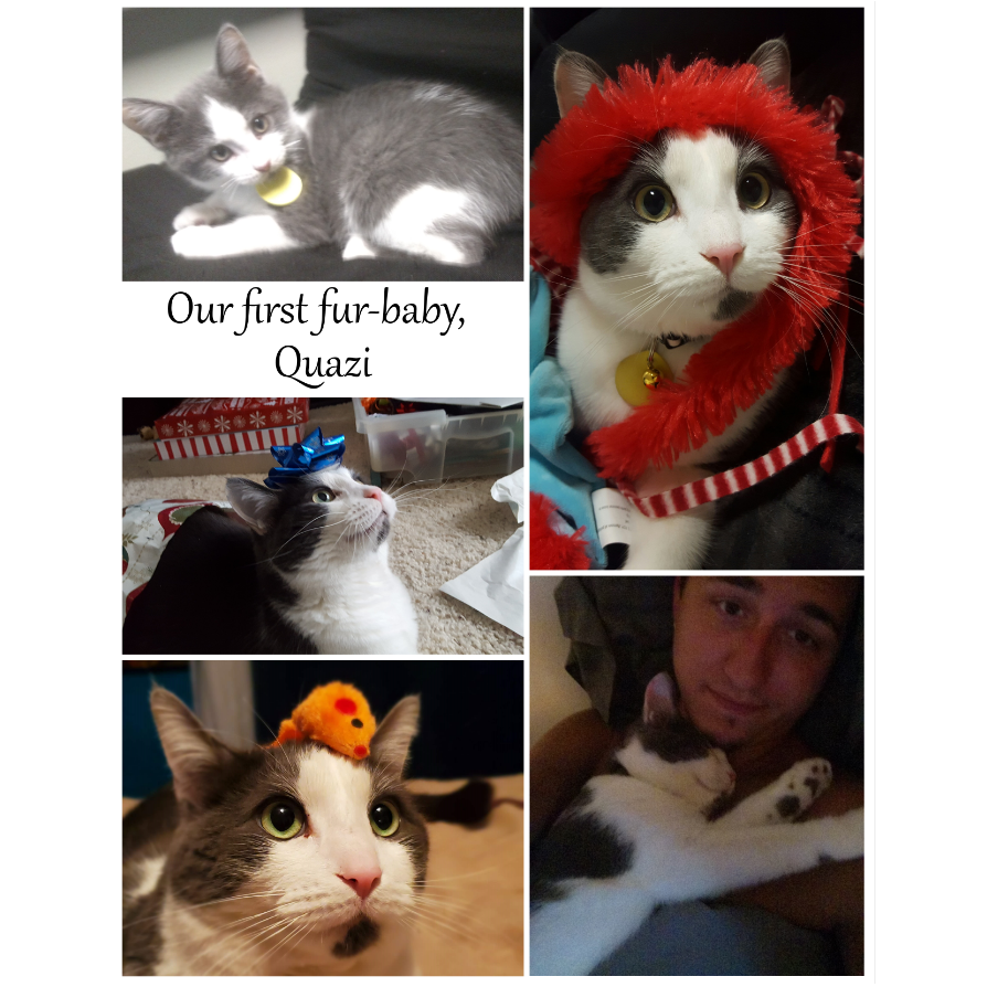 Our first fur-child, commonly known as dickfuzz. He's an asshole to everyone but we love him!