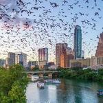 Congress Avenue Bridge - Bat Viewing