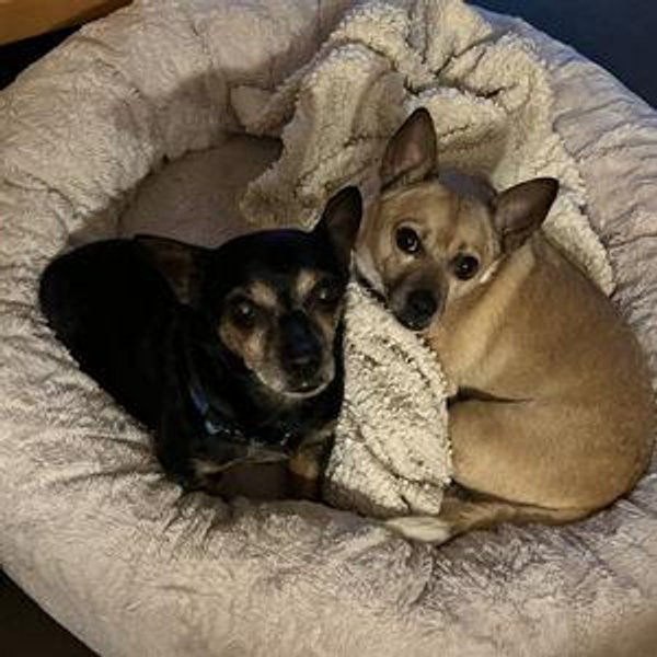 Honeymoon Chihuahua-sitter