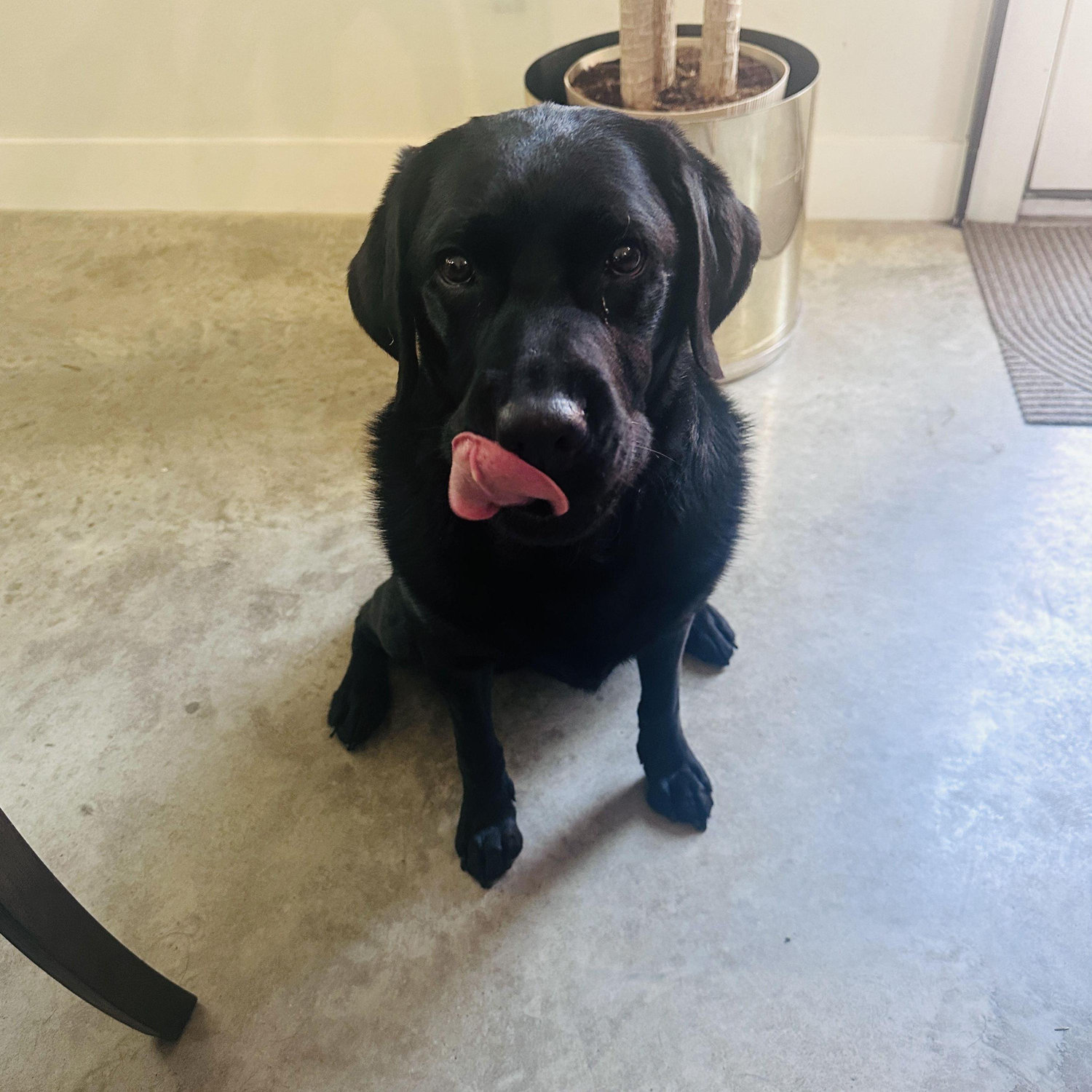 Licks Unlimited