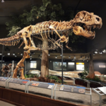 Museum of the Rockies