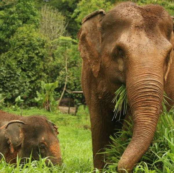 Elephant Sanctuary Fund