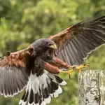 World of Wings