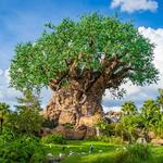 Animal Kingdom