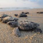 Sea turtle/ whale watching experience