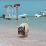 Pig Beach