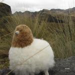 Parque Nacional Cajas