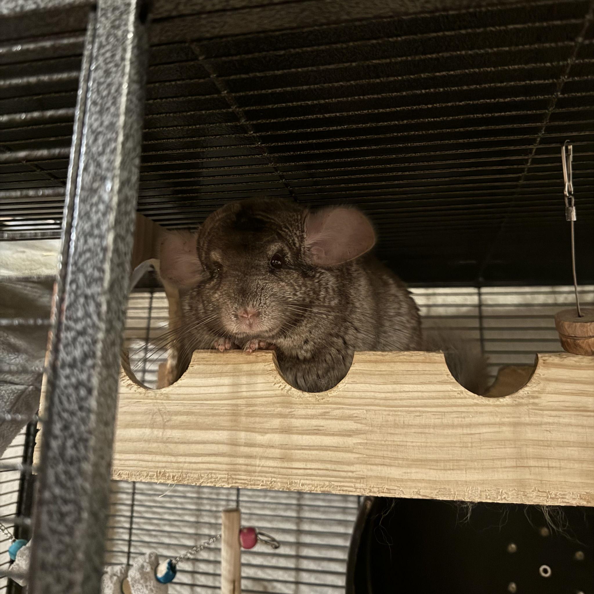 Mr. Mookie our gremlin (chinchilla) Age ~2