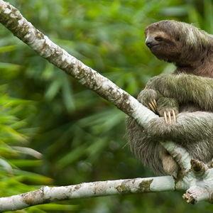 Costa Rican Honeymoon Excursions