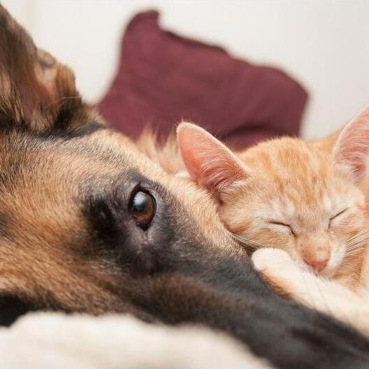 Zoe and Toulouse
This was taken the day after we adopted Toulouse in November 2015 (and introduced Zoe to a new best friend)