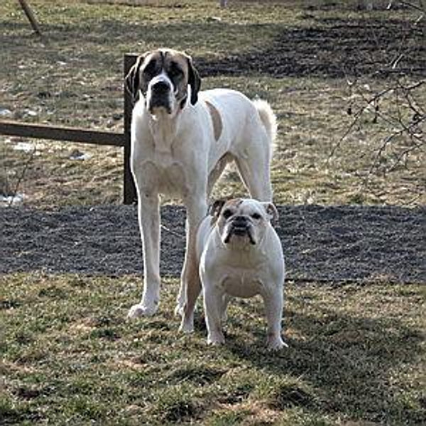 Animal Shelter Charity Fund