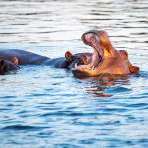 Sunset Dinner Cruise in Victoria Falls