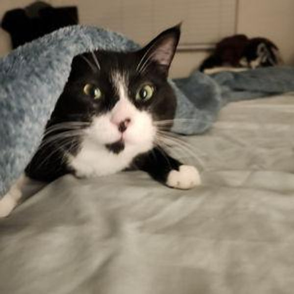 New Bed Set Fund!