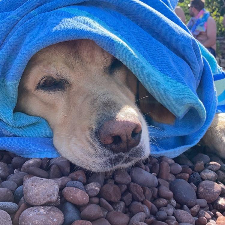 Ruth tuckered after swimming at her favorite spot.