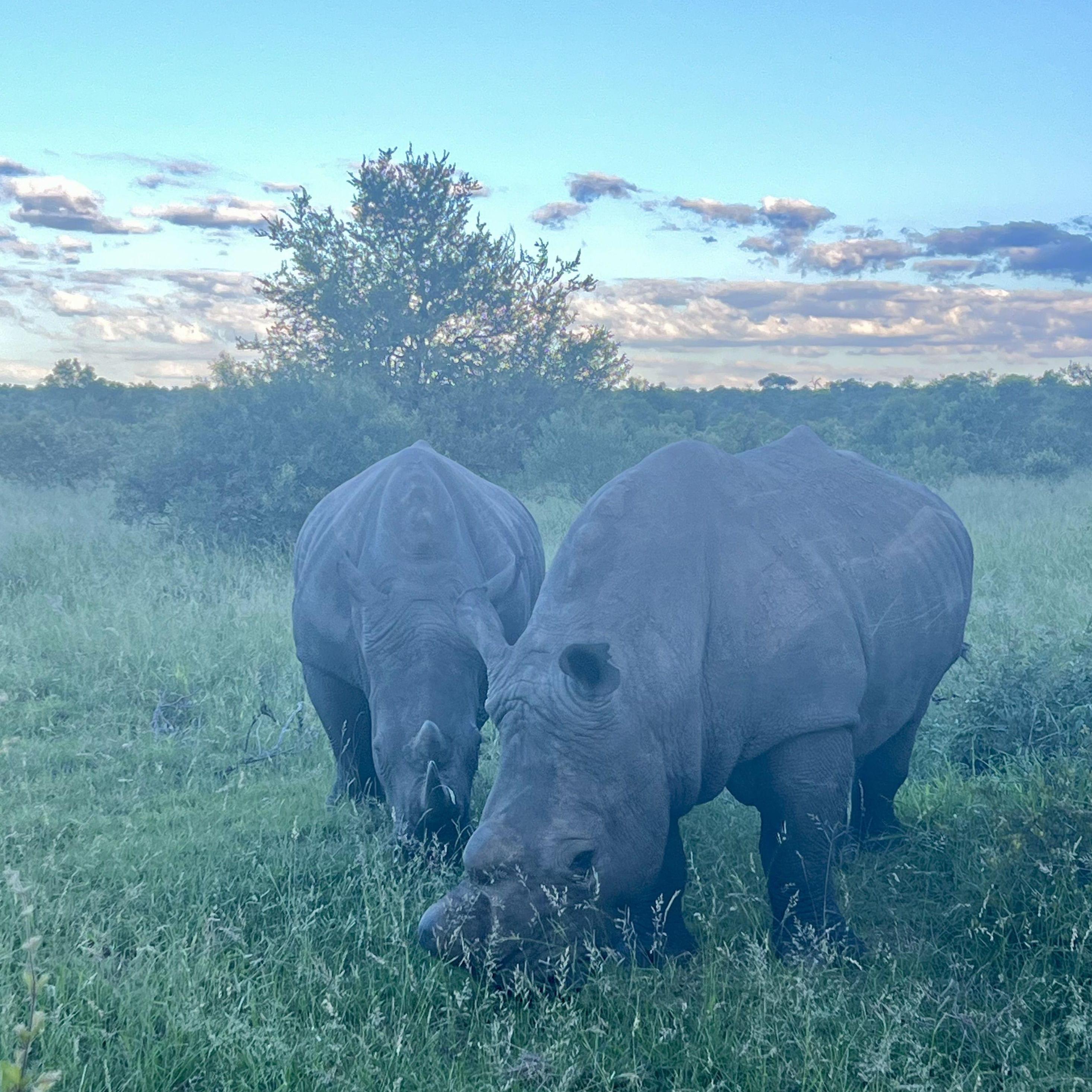 One of the big five! Can you name them all?