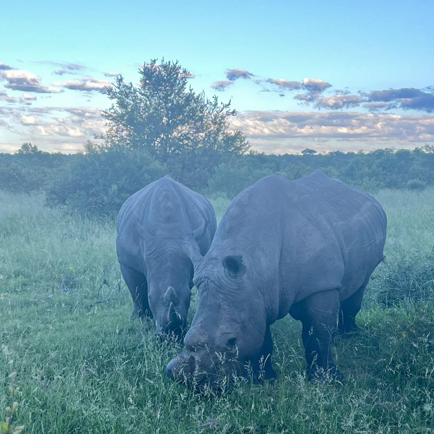 One of the big five! Can you name them all?