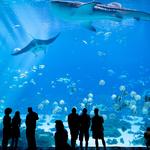 Georgia Aquarium