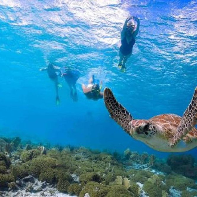 Snorkel/boat trip