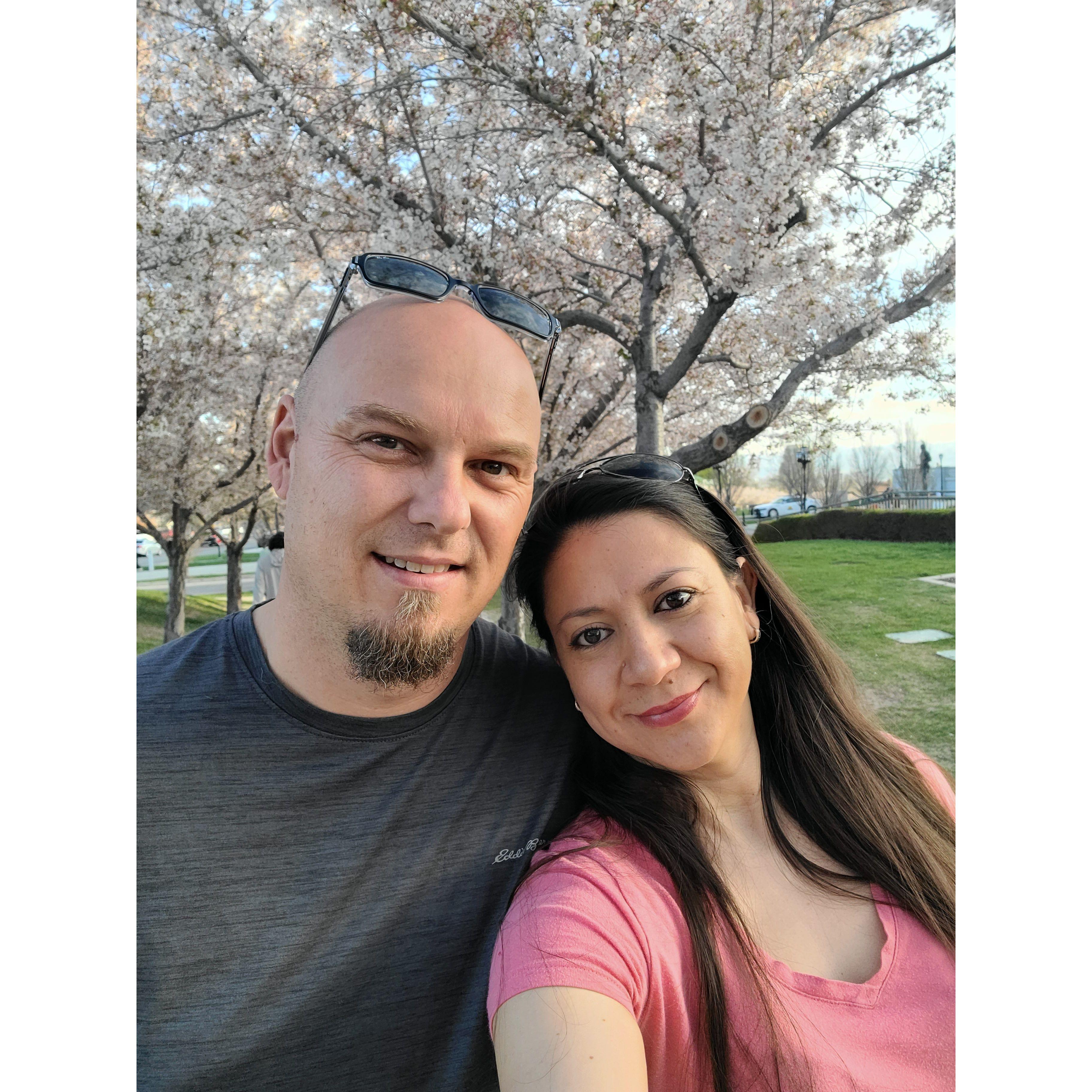 Cherry blossom