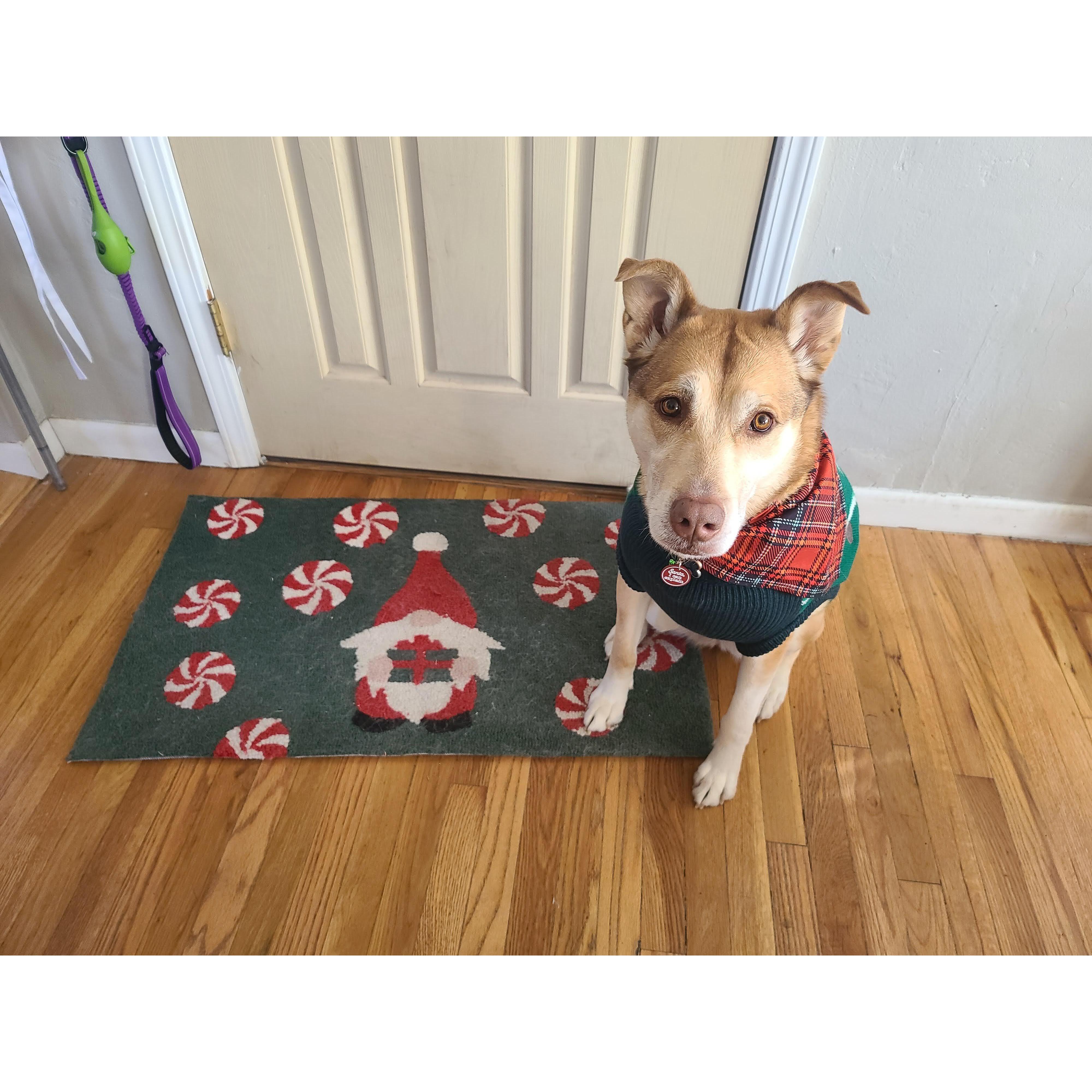 Christmas! We stayed in ABQ in 2022 and video chatted with all of the fam. Freya sported a festive outfit too!