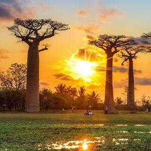 Honeymoon: Flights to Madagascar