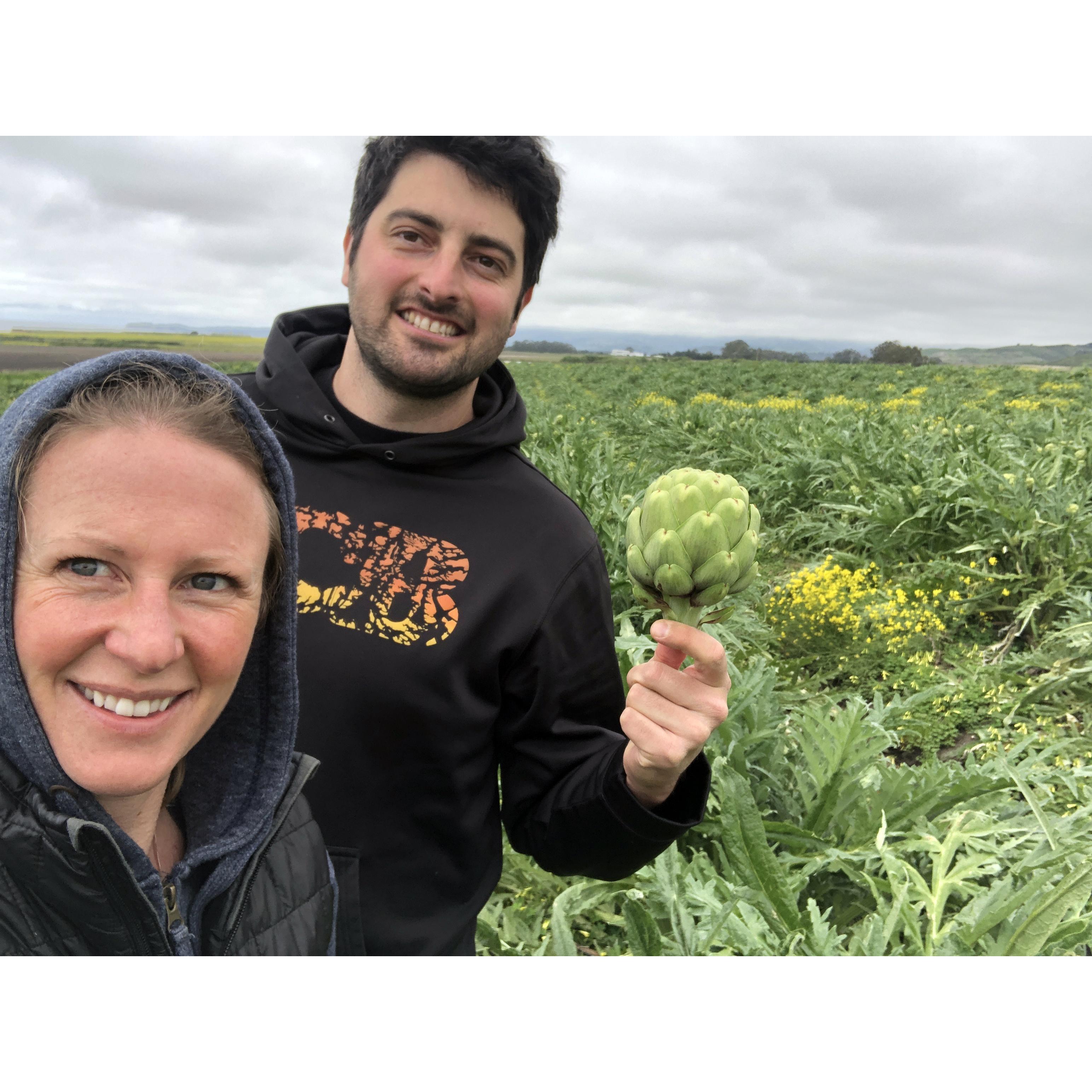 Picking artichokes at Giusti Farms 2020.
Guisti Farms is Justin's family farm located in Half Moon Bay.
