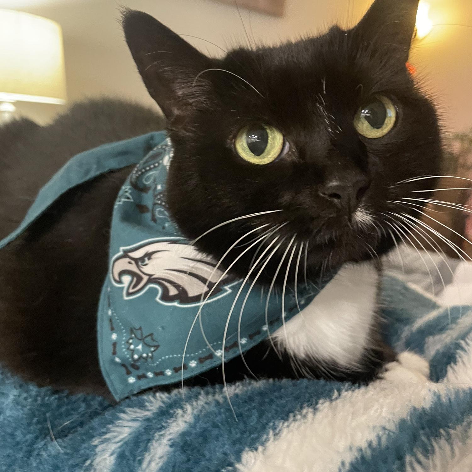 Go Birds