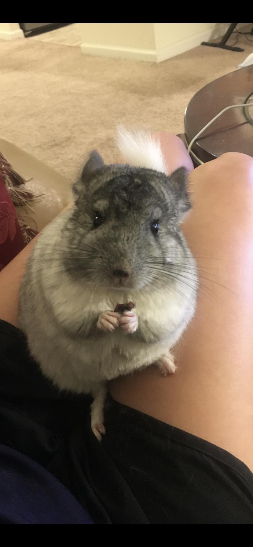Pip!
