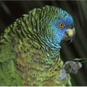 Honeymoon Excursion - Des Cartier Rainforest Nature Walk