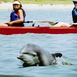 Nature Adventures on Shem Creek