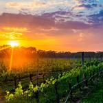 North Fork Wineries
