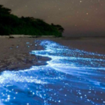 Bioluminescent Tour