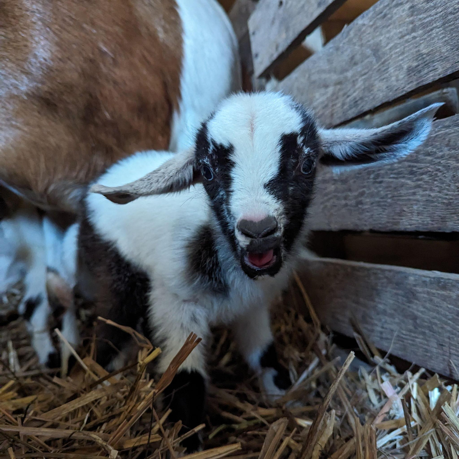 Our first round of goat kids