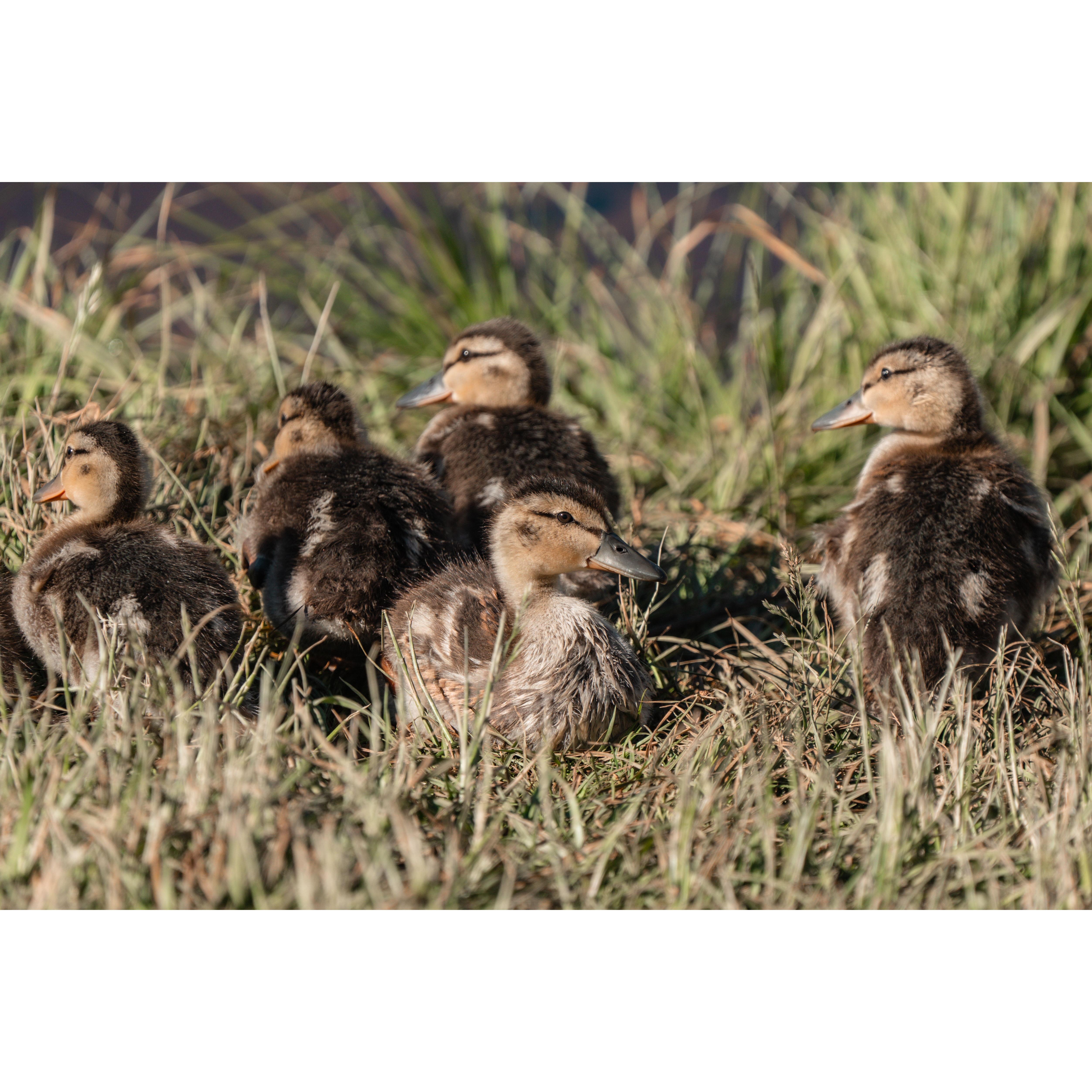 Little friends in the mountains