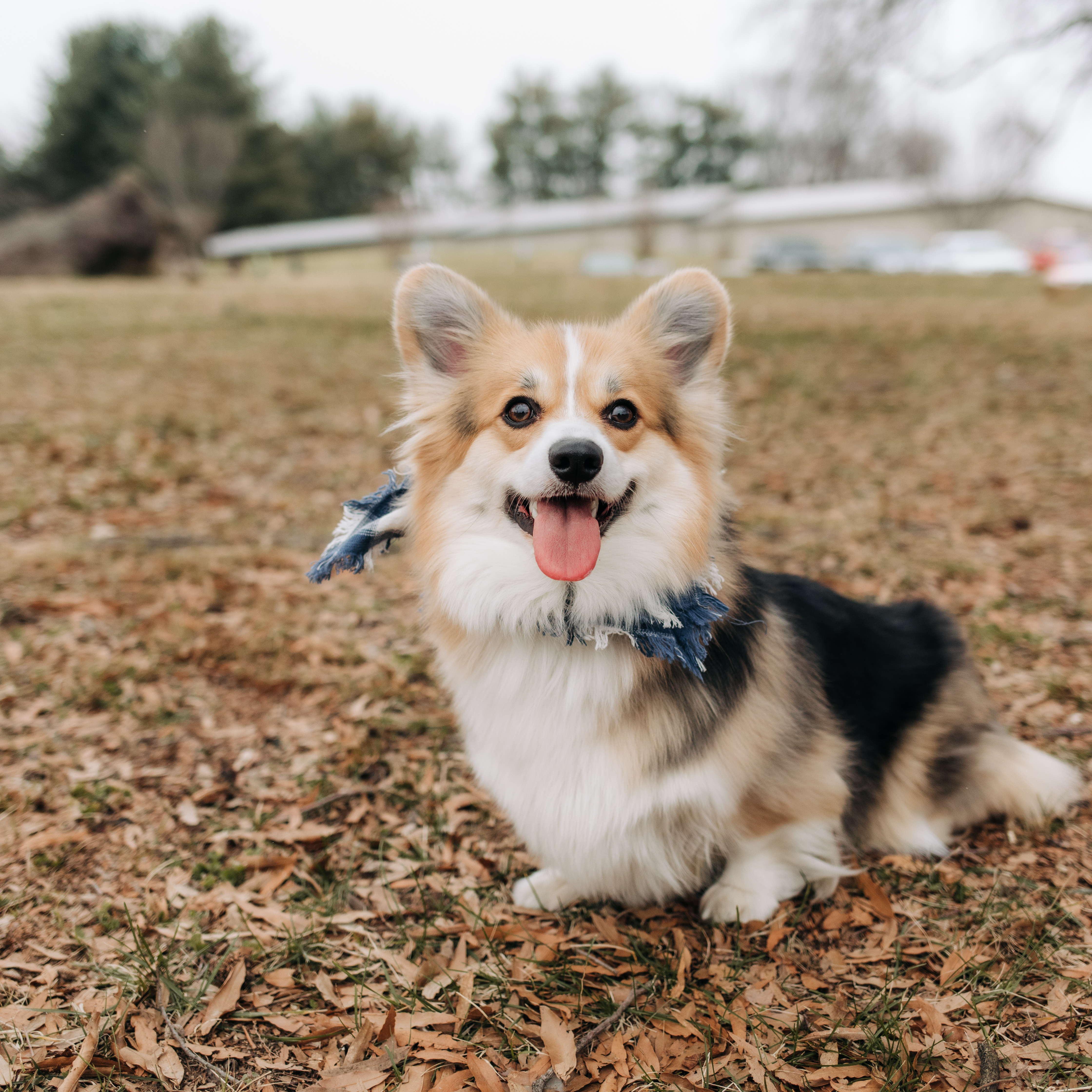 Our sweet Dolly! Photo by Bri Enoch Photography